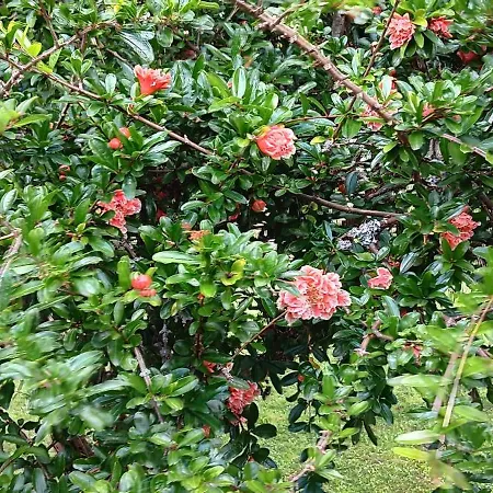 Seraphon Hébergement de vacances Cénac