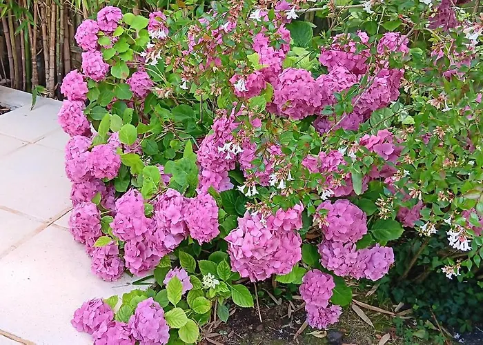 Seraphon Дом отдыха *