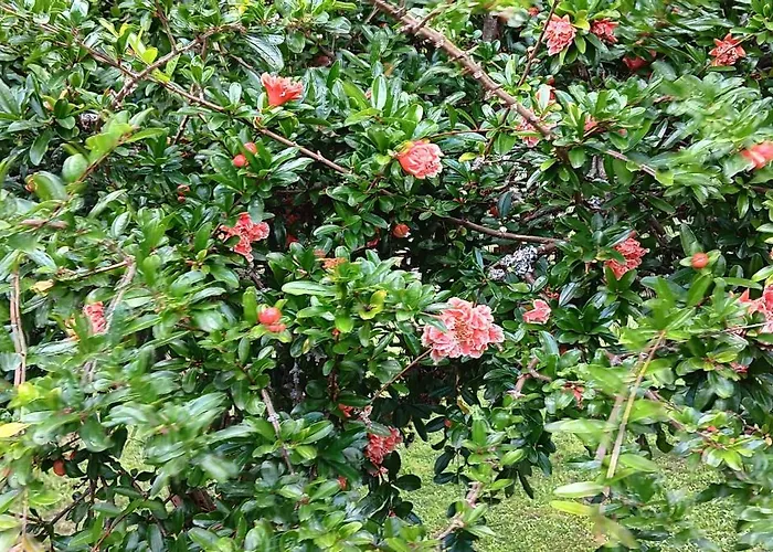 Seraphon Дом отдыха Cenac